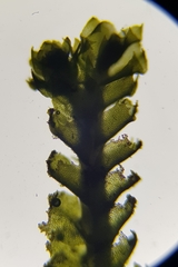 Anastrophyllaceae