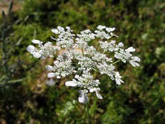 Tordylium