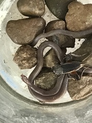 Enulius flavitorques