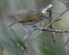 Poecilotriccus latirostris