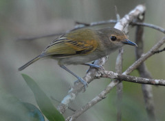 Poecilotriccus latirostris