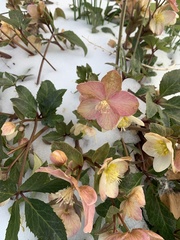 Helleborus orientalis