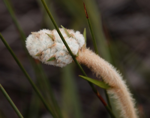 Lanaria lanata (Lanaria lanata)