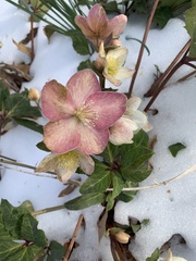 Helleborus orientalis