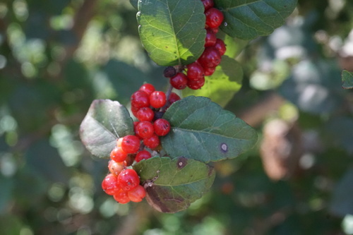 Image of Xylosma flexuosa by no rights reserved