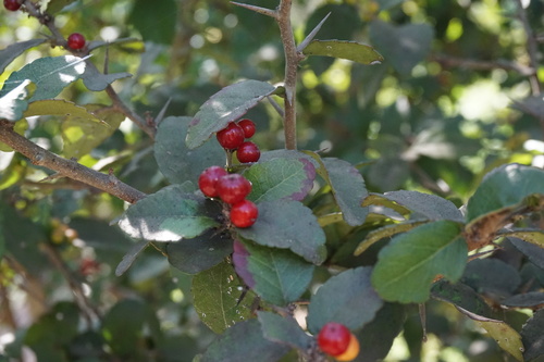 Image of Xylosma flexuosa by no rights reserved