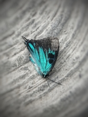 Atlides polybe
