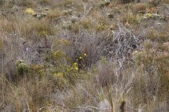 Lachnaea aurea