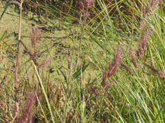 Echinochloa oryzoides