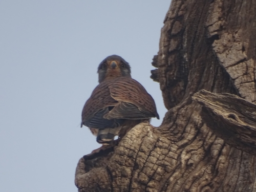 Eurasian Kestrel