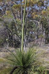 Xanthorrhoea platyphylla
