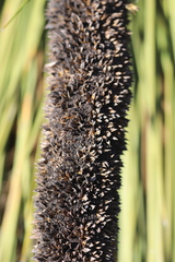 Xanthorrhoea platyphylla