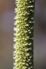 Xanthorrhoea platyphylla