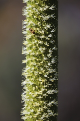 Xanthorrhoea platyphylla