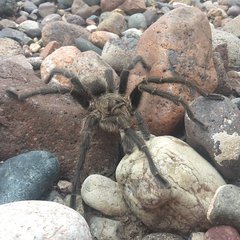 Grammostola diminuta