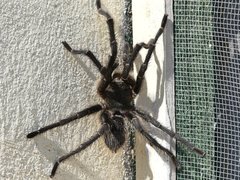 Grammostola diminuta