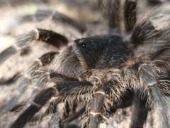 Grammostola diminuta