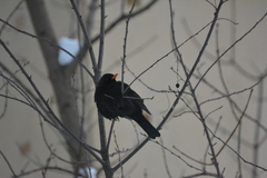 Turdus merula