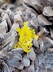 Vulpicida canadensis