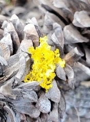 Vulpicida canadensis