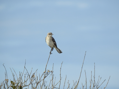 Mimus polyglottos image