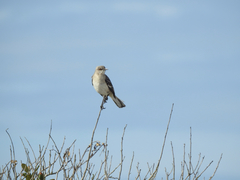 Mimus polyglottos image
