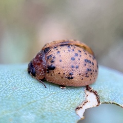 Trachymela latipes