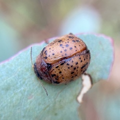 Trachymela latipes