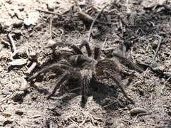 Grammostola diminuta