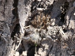 Grammostola diminuta