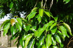 Elaeocarpus japonicus