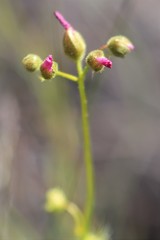 Drosera neesii
