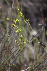 Drosera neesii