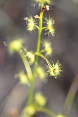 Drosera neesii