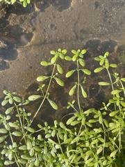 Callitriche heterophylla