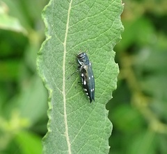 Agrilus guerini
