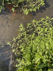 Callitriche heterophylla