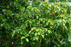 Elaeocarpus japonicus