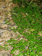 Australina pusilla pusilla