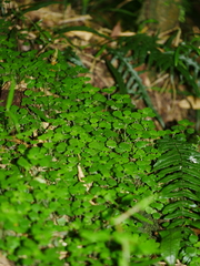 Australina pusilla pusilla