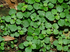 Australina pusilla pusilla