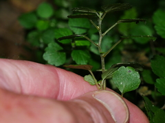 Australina pusilla pusilla