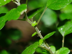 Australina pusilla pusilla