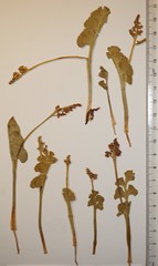 Botrychium neolunaria