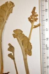 Botrychium neolunaria