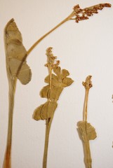 Botrychium neolunaria