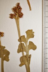 Botrychium neolunaria