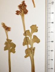 Botrychium neolunaria