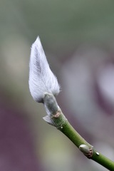 Magnolia biondii