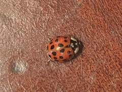 Harmonia axyridis